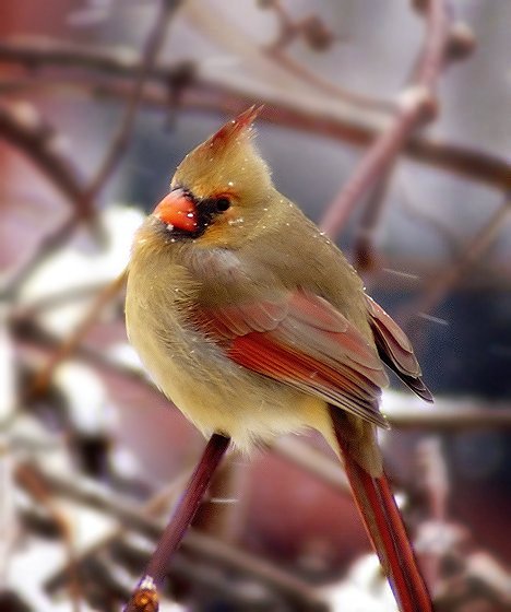 Cardinal Bracing Against the Storm (National Geographic Challenge - Drake - 1/12-18/2004)