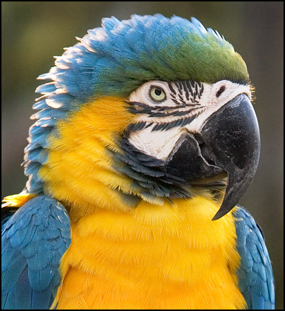 Macaw Revisited     (March Free Study)