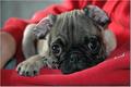 A Pug's Face