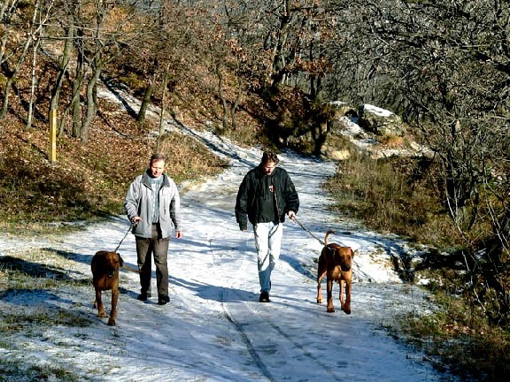 Taking a Walk on a Winter Day