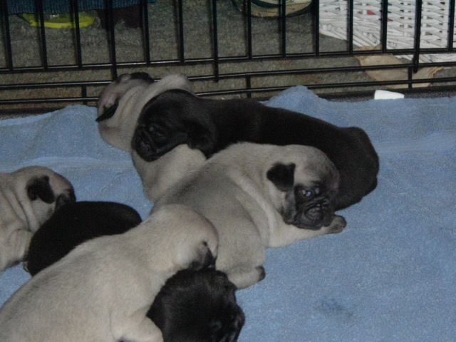 pug babies