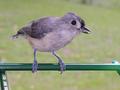 Tufted Titmouse