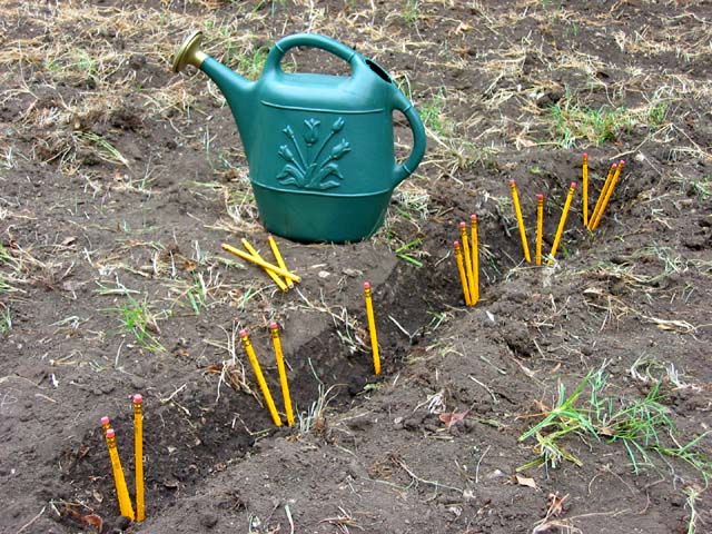 Homegrown Pencils