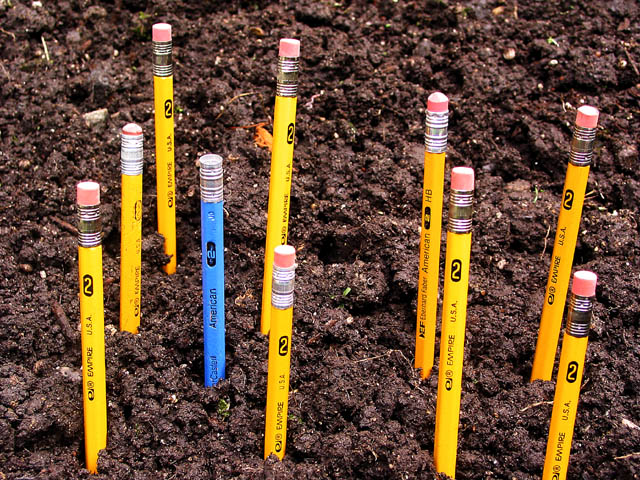 A Pencil Garden - With a Weed