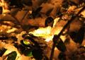 Warmth of First Snow