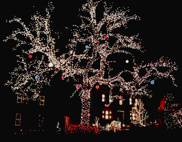 A Tree Glows in Brooklyn