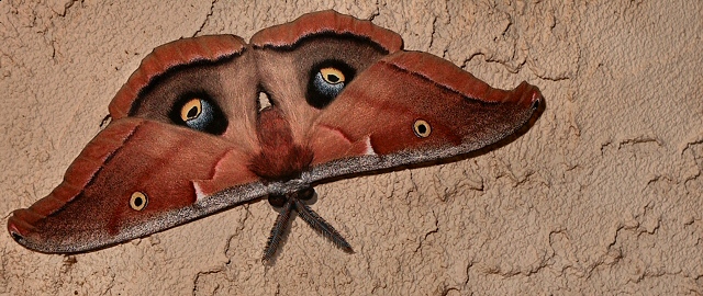 Antheraea Polyphemus