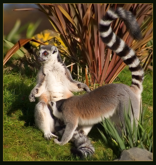 "Coast is clear - go for it!"