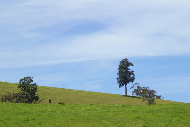 Sky and Field