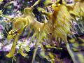 Sea Dragon