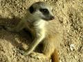 Meerkat Baby