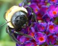 Best Bee Macro