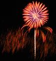 Firework Flower