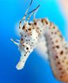 Seahorse