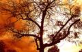 Fire Light