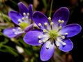 Hepatica