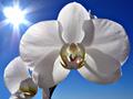 Moth orchid