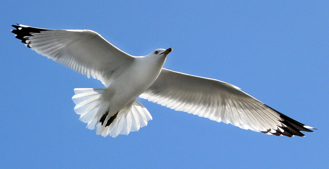 Free