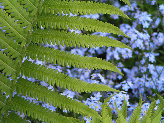 Fern