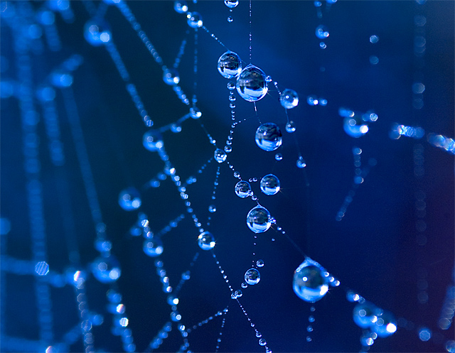 winter web