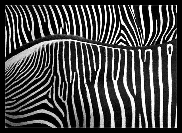 Two Zebras