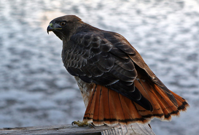 Red tail hawk