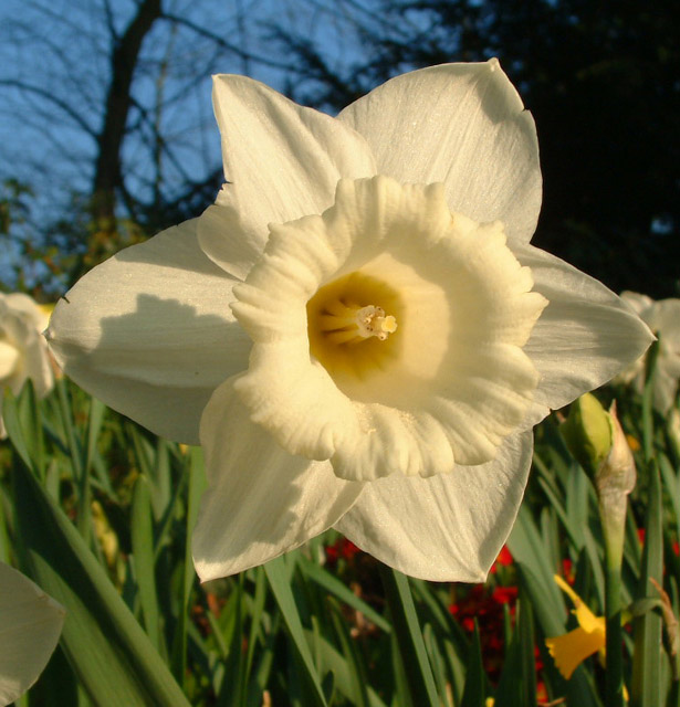 Daffodil