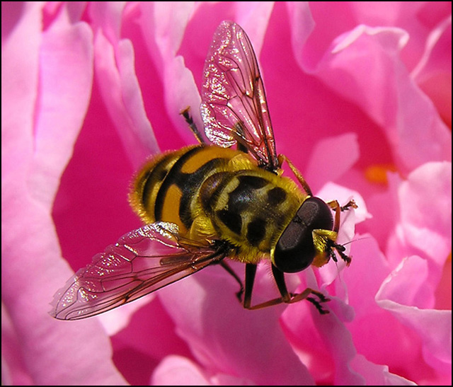 Let  Me Tell You About The Flowers And Bees !