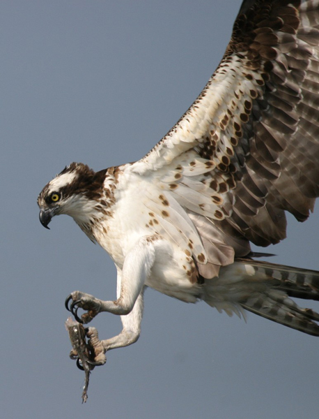 Osprey With Bass