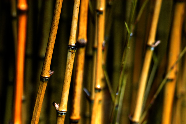 Bamboo Dream