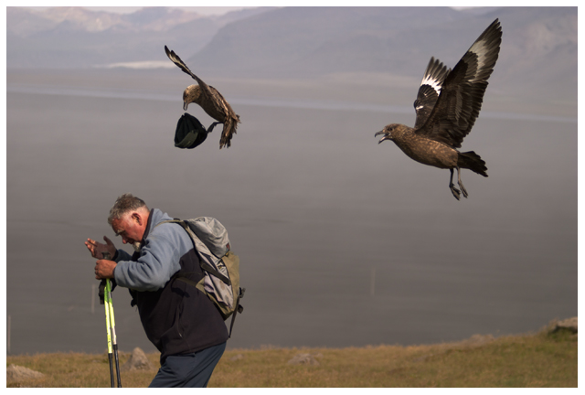 Hats off to the Great Skua