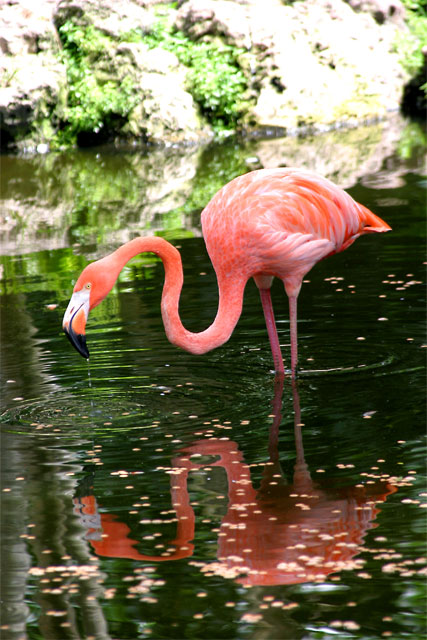 Sipping Flamingo