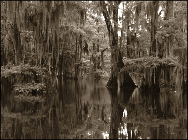 A Louisiana Swamp by Kathryn8 - DPChallenge