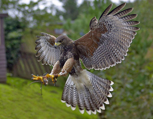 coming in to land