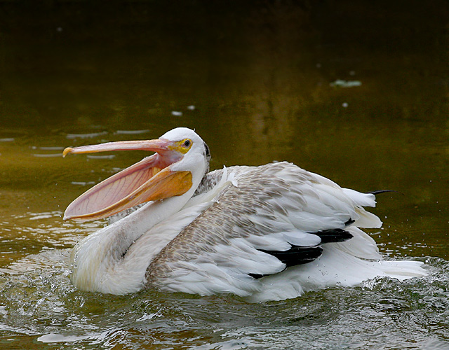 White Pelican
