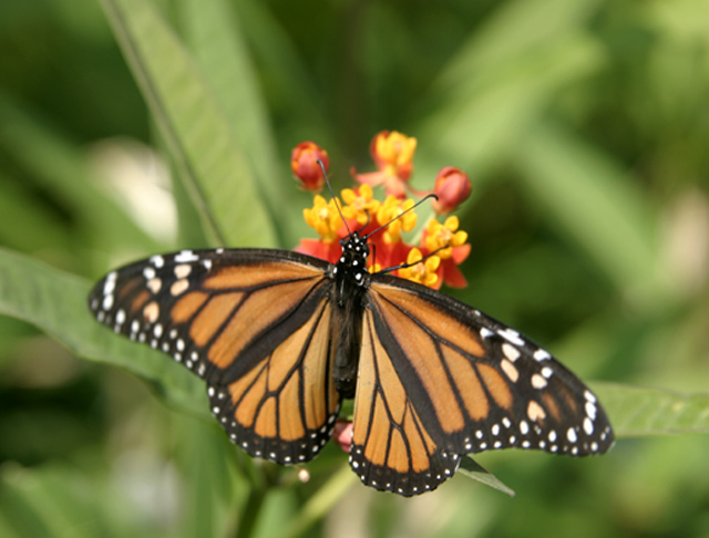 Butterfly In the Park