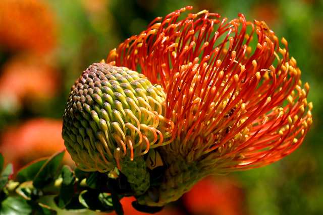 Pin cushion protea