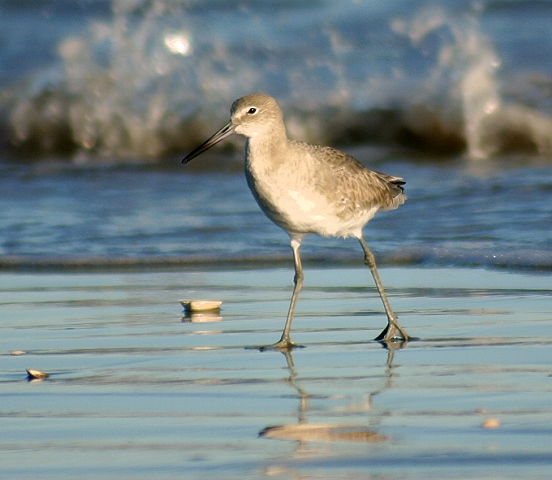 A walk on the beach