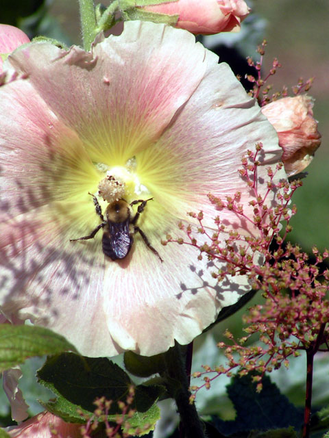 Bee on Hollyhock