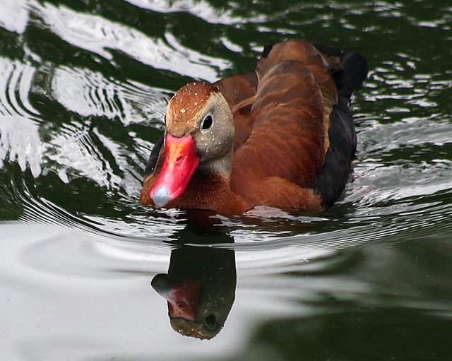 Duck Lake