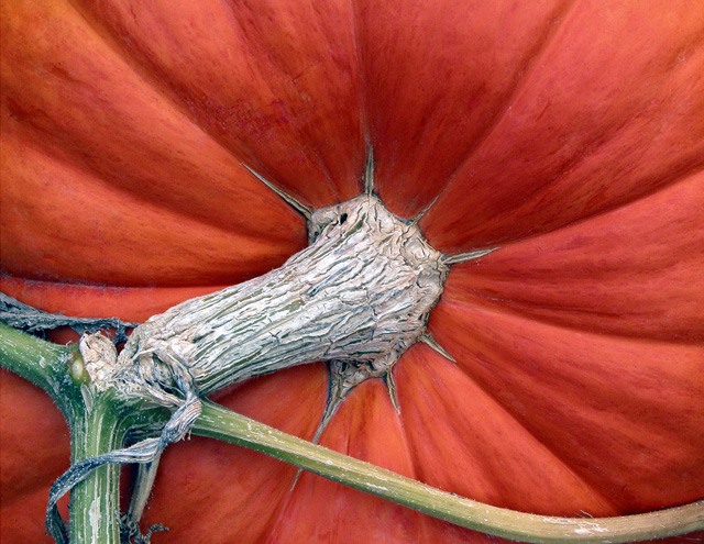 The Great Pumpkin