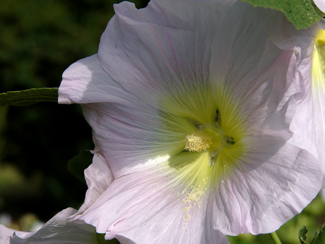 Hollyhock