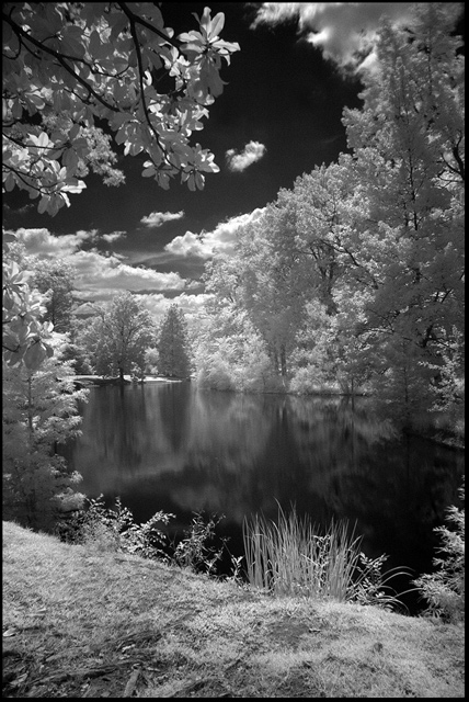 Quiet Pond in Infrared