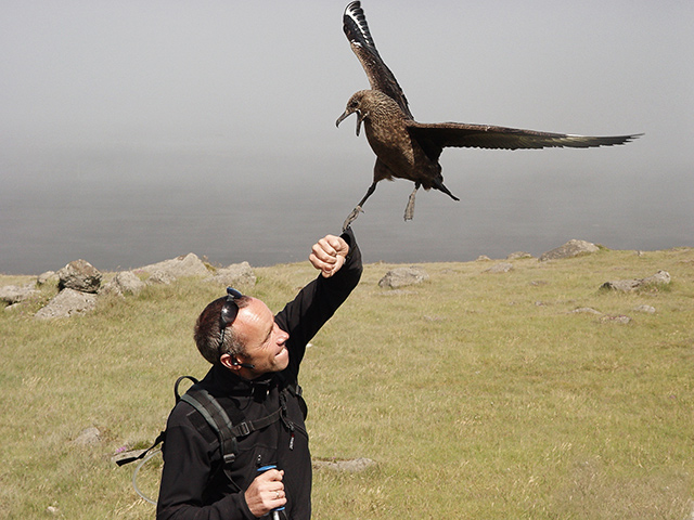 The Great Skua Attacks