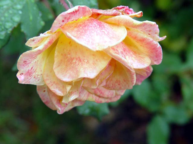 Wet Rose after the rain