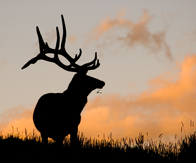 Elk at Sunset