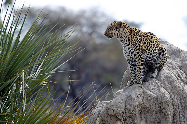 Botswana Leopard