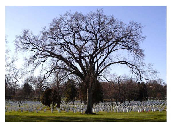 Arlington Cemetery