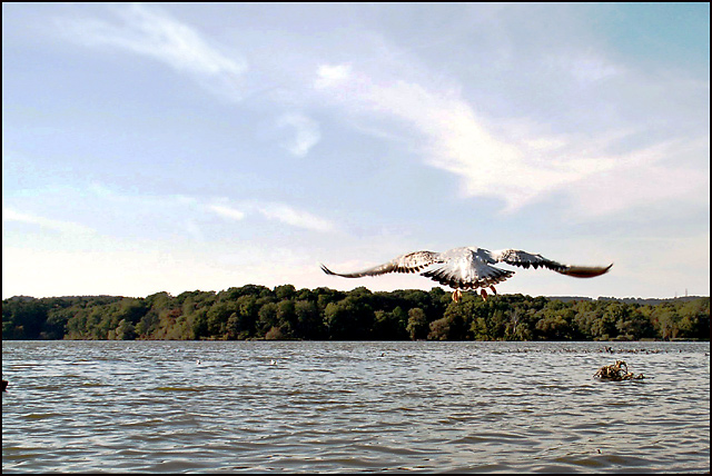 On The Wings Of Freedom!