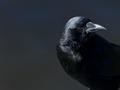 "Nevermore"